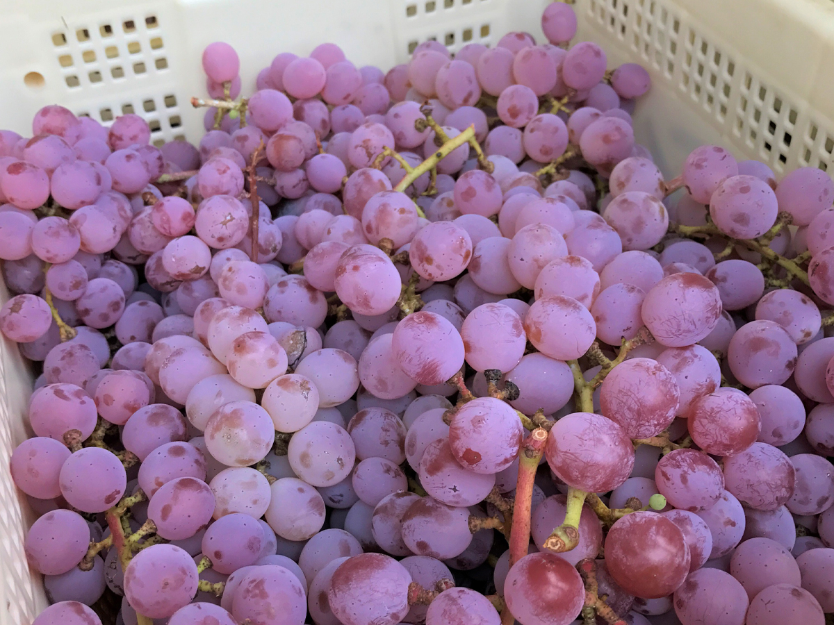 Koshu Grapes