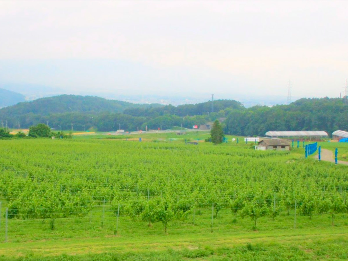 Kakizawa Vineyard 