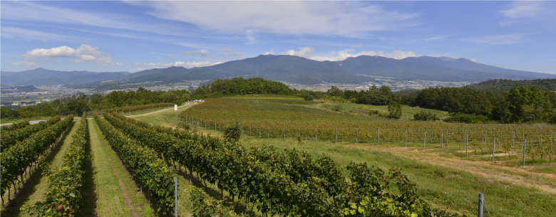 Mercian Katsunuma vineyard